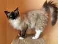 /album/kitty/kittyke-001-jpg/